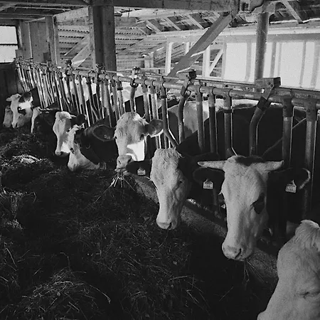 Bauernhof Schink Zell am Moos