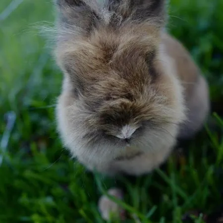 Bauernhof Schink * 첼 암 모오스