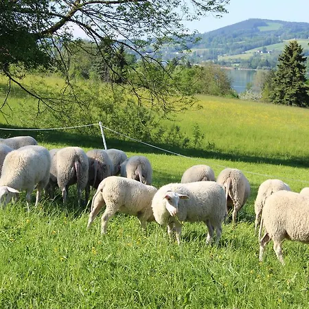Bauernhof Schink Bauernhof Zell am Moos