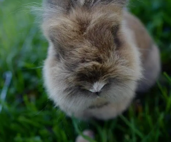 باويرنهوف شينك * زيل أم موس