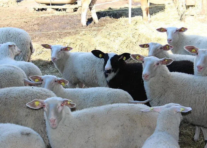 مزرعة للإقامة باويرنهوف شينك زيل أم موس