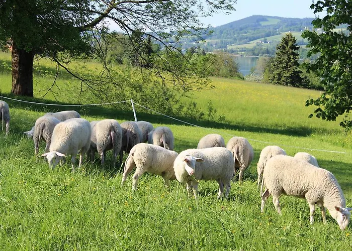 Bauernhof Schink Feriegård Zell am Moos