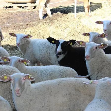 Farmház Bauernhof Schink Zell am Moos