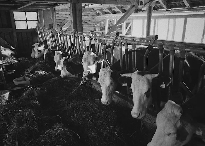 Bauernhof Schink זל אם מוס